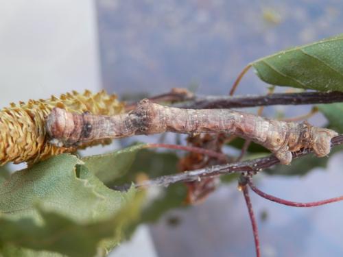 Réf. 296 672 : Hypomecis roboraria